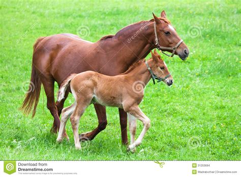 horse mother  child stock photo image  foal green