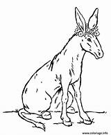 Esel Donkey Ane Ausmalbild sketch template