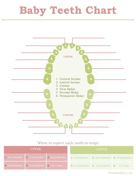 printable baby teeth charts timelines templatelab