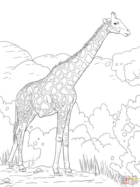 realistic giraffe coloring pages  adults