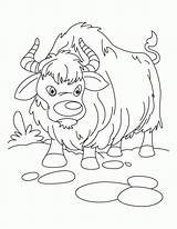Yak Coloring Color Clipart Ox Sheet Pages Everest Vbs Growling Baby Cartoon Mount Kids Popular Drawing Designlooter Webstockreview Template Choose sketch template