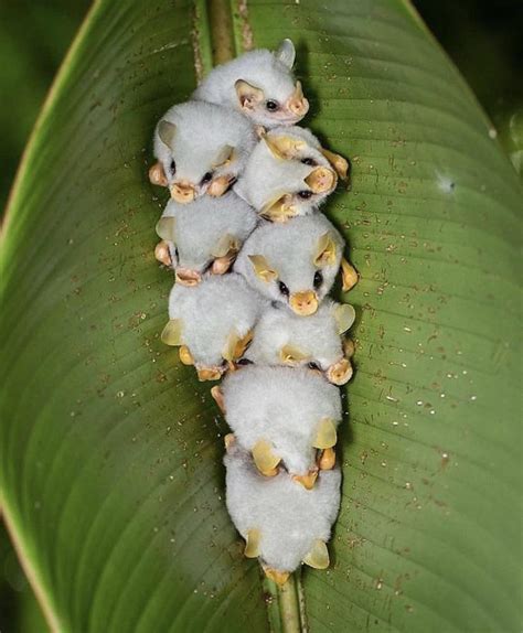 baby honduran white bats raww