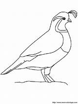 Codorniz Quaglia Pequena Colorare Piccola Disegno Uccelli Quail Aves Colorear2000 sketch template