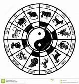 Zodiac Chinois Zodiaque Signes Zodiaco Animali Cinesi Yin Signe Dello Arouisse Naissance Tigre sketch template