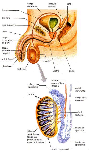 544 Best Reproductive System Images On Pinterest Anatomy Anatomy