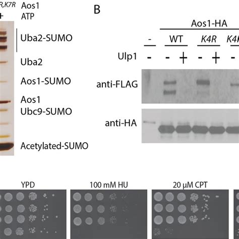 proteome wide analysis of protein sumoylation sites using gg remnant