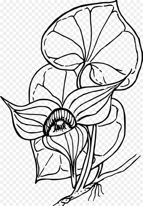 mewarnai flora coloring and drawing