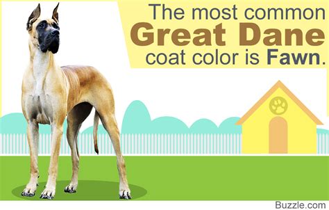great dane colors  patterns  amazing pictures dogappy