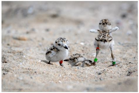 western snowy plover reaches important milestone   recovery