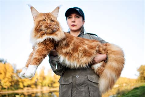 maine coons  big  surprising facts mainecoonorg