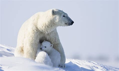 polar bear cubs   born   arctic islands survey finds environment