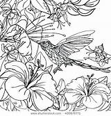 Tropical Coloring Pages Adults Birds Getcolorings Designlooter Printable Detailed Flower 470px 37kb sketch template
