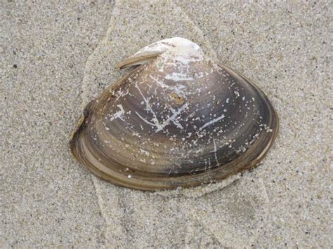picture brown sea shell sand