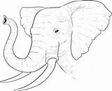 Elephant Coloring Pages African Printable Kids Drawing Head Realistic sketch template