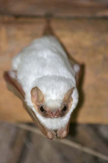 white bat bats photo  fanpop