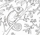 Chameleon Coloring Color Print sketch template