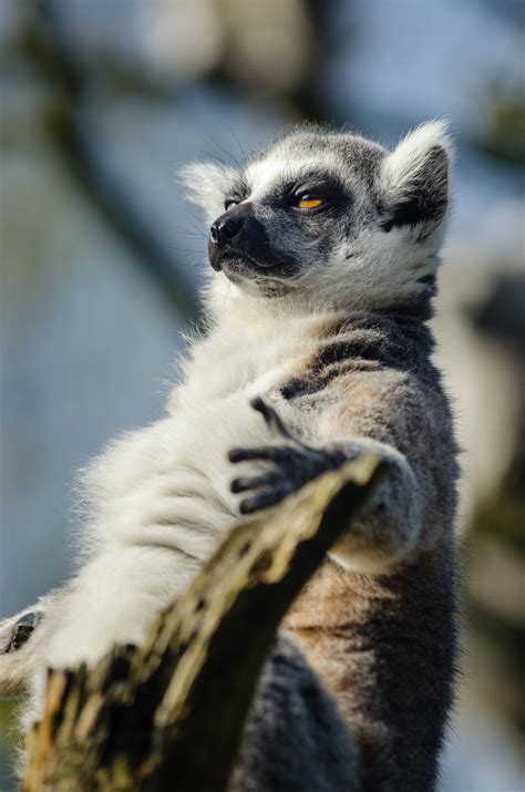 madagascar  guide    film   educational tool  lemur
