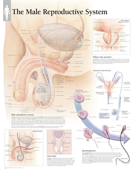 male reproductive system 4000 anatomical parts and charts