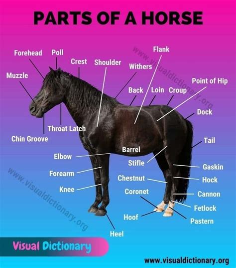 pin  sergei polovin  vocabulary   horse anatomy visual dictionary horses