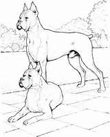 Coloring Pages Bloodhound Getdrawings sketch template