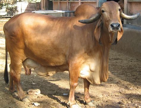 natural life  good health indian breed cows