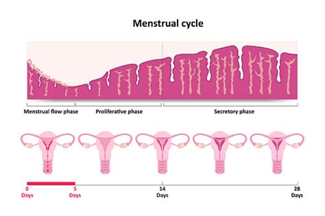 menstrual cycle diagram stock illustration download image now istock