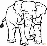 Colorir Elefante Elefantes sketch template