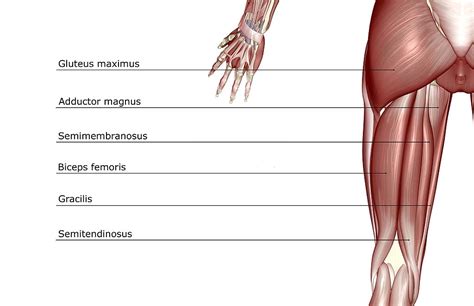 human leg  introduction   gracilis muscle