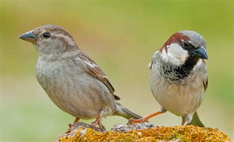 house sparrow passer domesticus peru aves