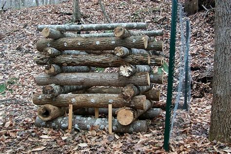 woods  shiitake mushroom logs