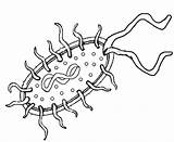 Coloring Bacteria Cell Prokaryote Color Pages Prokaryotic Clipart Bacterial Sketch Search Google Printable Microbe Biology Life Diagram Biologycorner Animal Designlooter sketch template