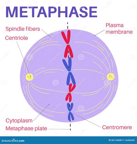 metaphase  diagram caraghaliza