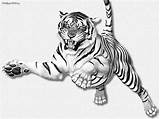 Tiger Drawing Leaping Pencil Tigers Tigre Face Drawings Erc Draw Wallpaper 3d Tattoo Dibujar Animal Sketch Wallpaperweb Pouncing Un Dibujos sketch template