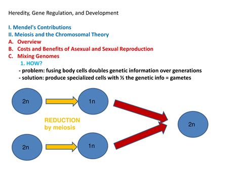 Ppt Heredity Gene Regulation And Development Mendels