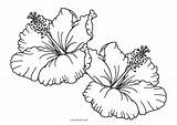 Colorear Hibiscus Cool2bkids Malvorlage Blume Imprimible sketch template
