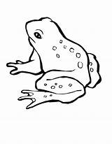 Frog Pages Sapos Mewarnai Pintar Magnificent Sketsa Designlooter Anipedia sketch template
