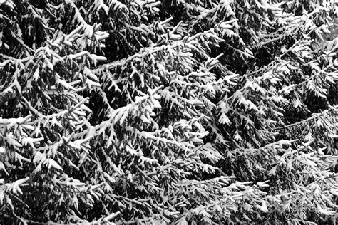 Virgin Snow 3243 Photograph By Ken Depue Fine Art America