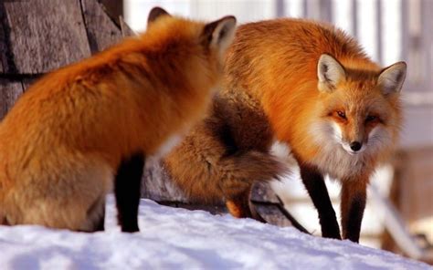 10 Red Foxes That Are Majestic Af All Things Foxes