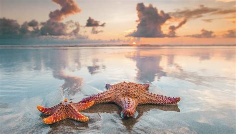 starfish   beach sciencing