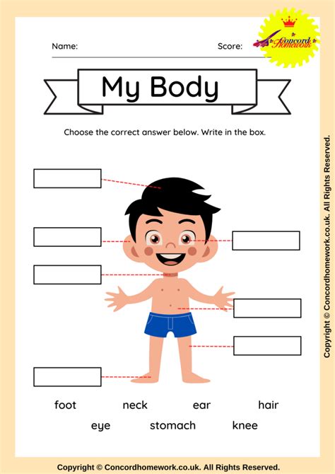 cut  body parts worksheets  parts   body worksheets