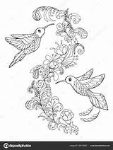 Colibri Hummingbird sketch template