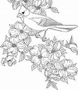 Coloring Bird Pages Cardinal Flower Birds Flowers Virginia State Printable Dogwood Sheets Adults Clipart Color Drawing Adult Drawings Printables Cardinals sketch template