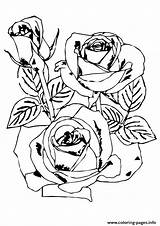 Coloring A4 Rose Flowers Pages Printable Parentune sketch template