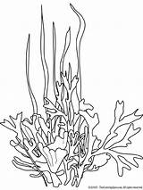 Seaweed Fische Verschiedene Disegni Algues Pesci Seetang Sea Coralli Marini Sketch Pesce Algue Blumenranken Zeewier Ausdrucken Bianco Tekening Corallo Kleurplaat sketch template