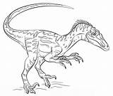 Velociraptor Jurassic Dinosaur sketch template