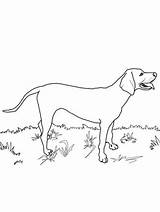 Coloring Pages Fern Grows Where Red Printable Coonhound Redbone Supercoloring Template sketch template