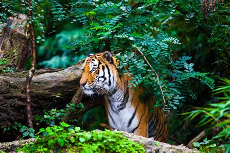 important tiger habitat facts discovery uk