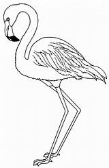 Imprimir Colorir Flamingos Comofazeremcasa sketch template
