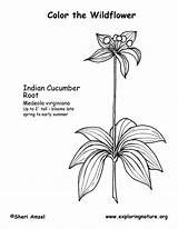 Coloring Cucumber Indian sketch template