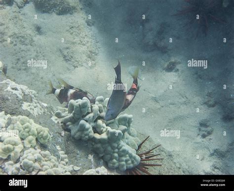 fish eating coral stock photo alamy